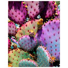 many different colored cactus plants together