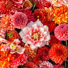 many different colored flowers are arranged together