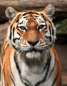 a close up of a tiger looking at the camera