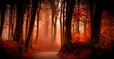 an empty road surrounded by trees with red leaves