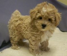 a small brown dog standing on top of a white bed next to a gray wall