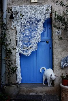 a cat is standing in front of a blue door with lace on it's curtain