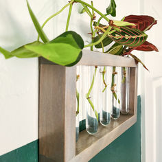 Close up image of wooden plant propagation station hanging on the wall with plants in test tubes Diy Propagation Station, Diy Propagation, Plants At Home, Propagation Station, Hanging Diy, Propagating Plants