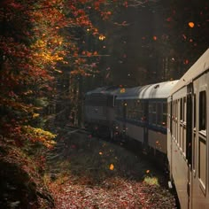 a train traveling through a forest filled with lots of fall colored leaves on the ground