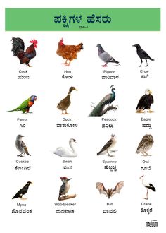 an image of birds in different languages