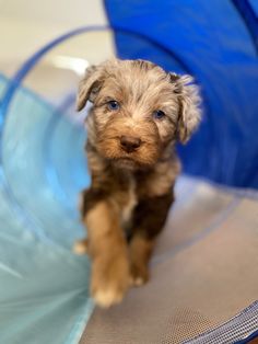 #blueeyedpuppy Active Family, Blue Eyed, Juno