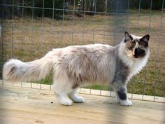 a long haired cat standing on top of a wooden deck next to a wire fence