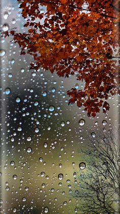 rain drops on the window with trees in the background and an orange tree behind it