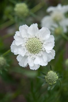 a white flower with green center surrounded by other flowers