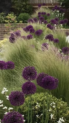 purple and white flowers are growing in the garden