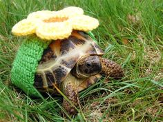 a small turtle with a crocheted flower on its head sitting in the grass