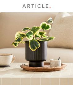 a potted plant sitting on top of a table next to a cup and saucer