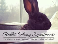 a rabbit sitting in front of a window with the words rabbit colony experiment