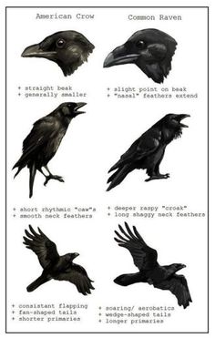 the different types of crows are shown in this diagram