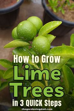 limes growing in pots with text overlay how to grow lime trees in 3 quick steps