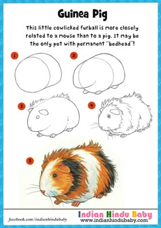 the guinea pig is shown with instructions for how to draw it