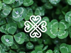 clovers with the word shamrock written on them in white and surrounded by green leaves