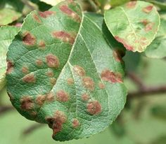 some brown spots on the leaves of a leafy green tree, with red and black spots