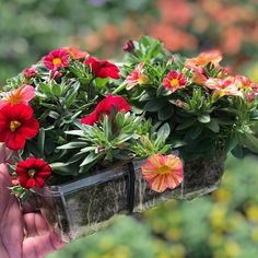 a hand holding a container filled with red and yellow flowers on top of green plants