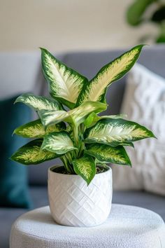 a potted plant sitting on top of a white table next to a couch in a living room