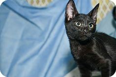 a black cat standing on top of a bed next to a blue blanket and pillow