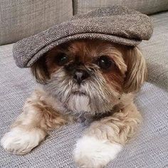 a small dog wearing a hat on top of a couch