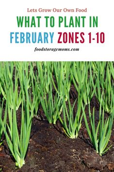 what to plant in february zones 1 - 10 with text overlay that reads let's grow our own food