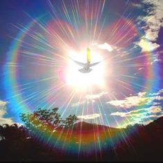 a bird flying in front of the sun with clouds and trees around it, as seen from below