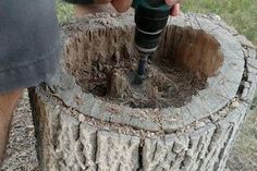 a man is using a drill to fix a hole in a tree stump