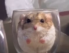 a hamster sitting in a wine glass looking at the camera