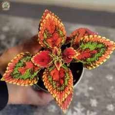 a hand holding a small potted plant with red and green leaves in it's center