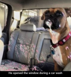 a dog sitting in the back seat of a car with its mouth open and tongue out