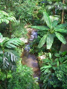 a stream running through a lush green forest filled with lots of trees and plants on both sides