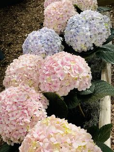 pink and blue hydrangeas in a garden