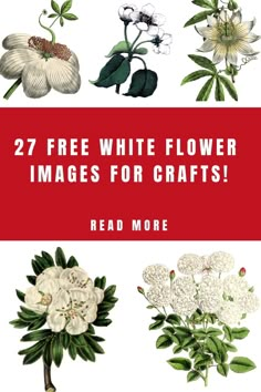 white flowers with green leaves and red text that reads 27 free white flower images for crafts