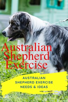 the australian shepherd exercise book cover shows a dog on a leash with its mouth open