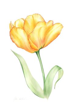 a drawing of a yellow flower on a white background