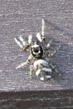 a close up of a spider on a wooden surface