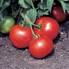 three tomatoes are growing on the plant in the dirt, and one tomato is still attached to the vine