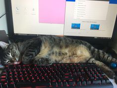 a cat laying on top of a computer keyboard