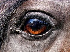 the eye of a brown horse with blue sky reflected in it's iris