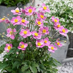 pink and yellow flowers are growing in a potted planter on graveled ground