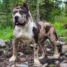 a brown and white dog standing on top of a dirt field next to rocks, grass and trees