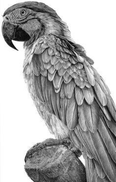 a black and white drawing of a parrot