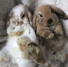 two rabbits laying next to each other on a blanket