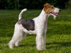 a small dog standing on top of a lush green field