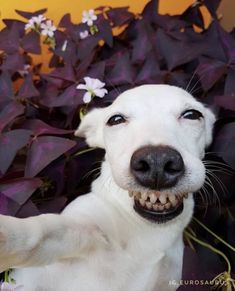 a close up of a dog with its mouth open and flowers in the back ground