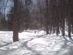 there are many trees in the snow and one person is walking down the path to the woods