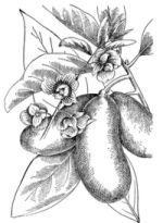 an illustration of pears on a branch with leaves and flowers in black and white