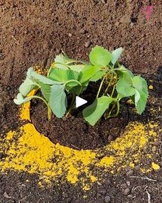 a plant sprouts out of the ground with dirt and yellow flecks